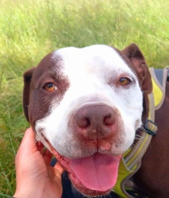 Lena hübsche Mischlings Hündin wartet im Tierheim, Mischling - Hündin