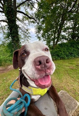 Lena hübsche Mischlings Hündin wartet im Tierheim, Mischling - Hündin