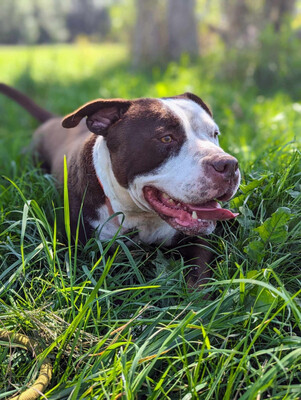 Lena hübsche Mischlings Hündin wartet im Tierheim, Mischling - Hündin