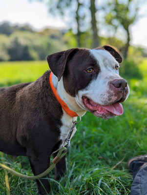 Lena hübsche Mix Hündin sucht schon lange, Mischling - Hündin