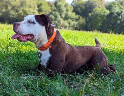 Lena hübsche Mix Hündin sucht schon lange, Mischling - Hündin