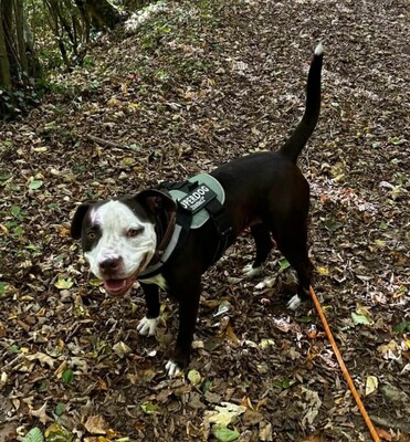 Lena hübsche Mix Hündin sucht schon lange, Mischling - Hündin
