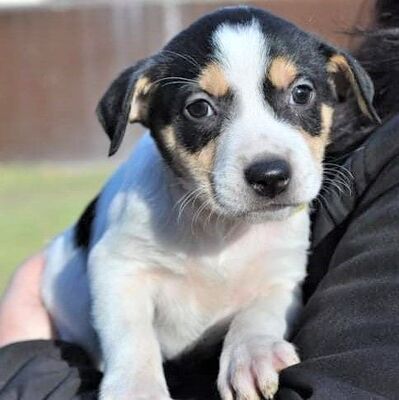 💝 Lena zuckersüße bezaubernde Welpin 💘, Mischling Welpen - Hündin