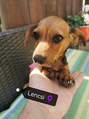 Lencsi sucht ihre eigene Familie, Dackel-Mischling Welpen - Hündin