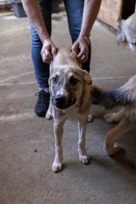 🎀 Leni – kleine Wirbelwind-Prinzessin auf der Suche nach ihrem Abenteuerland 🎀, Mischling - Hündin