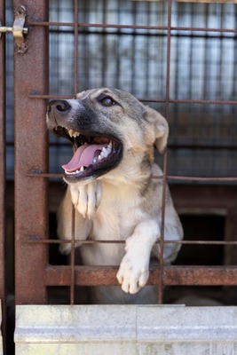 🎀 Leni – kleine Wirbelwind-Prinzessin auf der Suche nach ihrem Abenteuerland 🎀, Mischling - Hündin