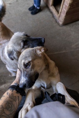 🎀 Leni – kleine Wirbelwind-Prinzessin auf der Suche nach ihrem Abenteuerland 🎀, Mischling - Hündin