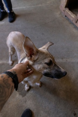 🎀 Leni – kleine Wirbelwind-Prinzessin auf der Suche nach ihrem Abenteuerland 🎀, Mischling - Hündin