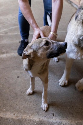 🎀 Leni – kleine Wirbelwind-Prinzessin auf der Suche nach ihrem Abenteuerland 🎀, Mischling - Hündin