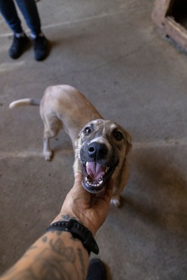 🎀 Leni – kleine Wirbelwind-Prinzessin auf der Suche nach ihrem Abenteuerland 🎀, Mischling - Hündin