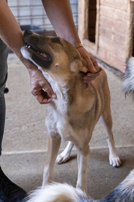 🎀 Leni – kleine Wirbelwind-Prinzessin auf der Suche nach ihrem Abenteuerland 🎀, Mischling - Hündin