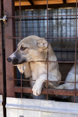 🎀 Leni – kleine Wirbelwind-Prinzessin auf der Suche nach ihrem Abenteuerland 🎀, Mischling - Hündin