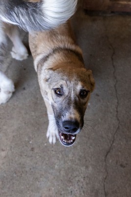 🎀 Leni – kleine Wirbelwind-Prinzessin auf der Suche nach ihrem Abenteuerland 🎀, Mischling - Hündin