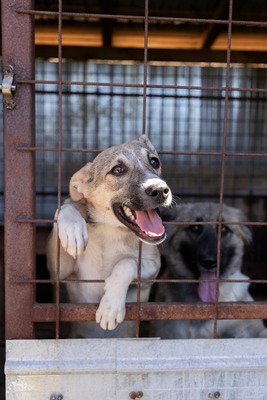 🎀 Leni – kleine Wirbelwind-Prinzessin auf der Suche nach ihrem Abenteuerland 🎀, Mischling - Hündin