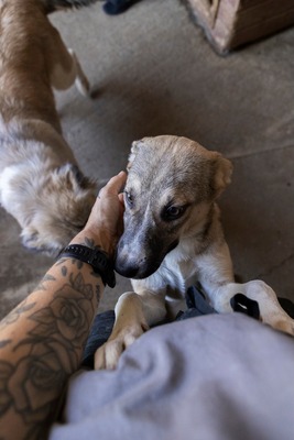 🎀 Leni – kleine Wirbelwind-Prinzessin auf der Suche nach ihrem Abenteuerland 🎀, Mischling - Hündin