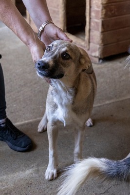 🎀 Leni – kleine Wirbelwind-Prinzessin auf der Suche nach ihrem Abenteuerland 🎀, Mischling - Hündin