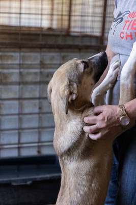 🎀 Leni – kleine Wirbelwind-Prinzessin auf der Suche nach ihrem Abenteuerland 🎀, Mischling - Hündin