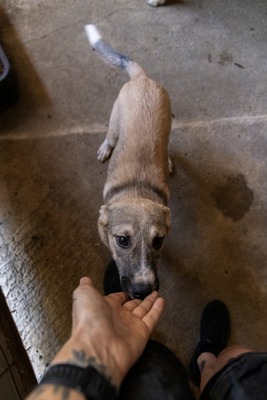 🎀 Leni – kleine Wirbelwind-Prinzessin auf der Suche nach ihrem Abenteuerland 🎀, Mischling - Hündin