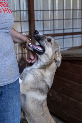 🎀 Leni – kleine Wirbelwind-Prinzessin auf der Suche nach ihrem Abenteuerland 🎀, Mischling - Hündin