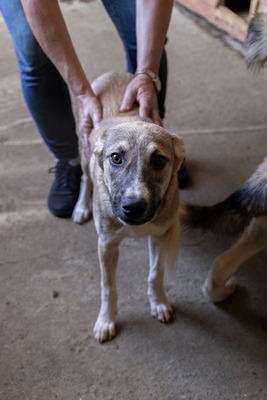 🎀 Leni – kleine Wirbelwind-Prinzessin auf der Suche nach ihrem Abenteuerland 🎀, Mischling - Hündin