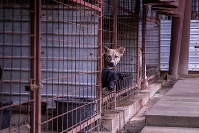 🎀 Leni – kleine Wirbelwind-Prinzessin auf der Suche nach ihrem Abenteuerland 🎀, Mischling - Hündin