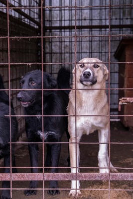 🎀 Leni – kleine Wirbelwind-Prinzessin auf der Suche nach ihrem Abenteuerland 🎀, Mischling - Hündin