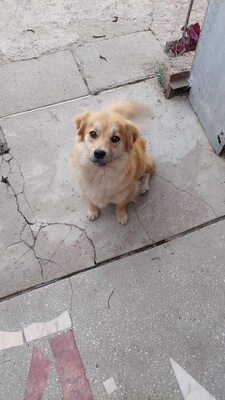 ❤ Leni - kleine Zaubermaus wickelt alle um ihre Pfote ❤, Mischling - Hündin