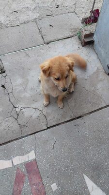 ❤ Leni - kleine Zaubermaus wickelt alle um ihre Pfote ❤, Mischling - Hündin