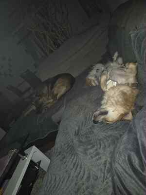 ❤ Leni - kleine Zaubermaus wickelt alle um ihre Pfote ❤, Mischling - Hündin