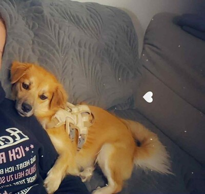 ❤ Leni - kleine Zaubermaus wickelt alle um ihre Pfote ❤, Mischling - Hündin