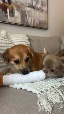 ❤ Leni - kleine Zaubermaus wickelt alle um ihre Pfote ❤, Mischling - Hündin