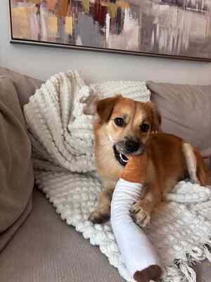 ❤ Leni - kleine Zaubermaus wickelt alle um ihre Pfote ❤, Mischling - Hündin