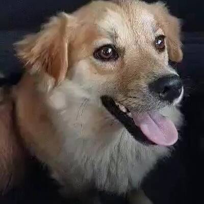 ❤ Leni - kleine Zaubermaus wickelt alle um ihre Pfote ❤ auf PS in der Steiermark