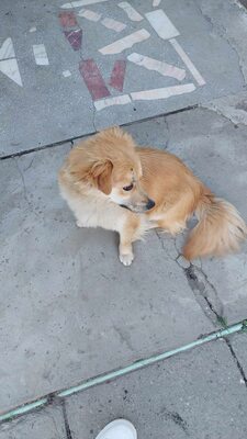 ❤ Leni - kleine Zaubermaus wickelt alle um ihre Pfote ❤ auf PS in der Steiermark, Mischling - Hündin