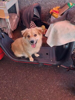 ❤ Leni - kleine Zaubermaus wickelt alle um ihre Pfote ❤ auf PS in der Steiermark, Mischling - Hündin