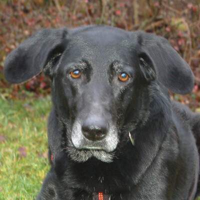 Lenia, Mischling - Hündin