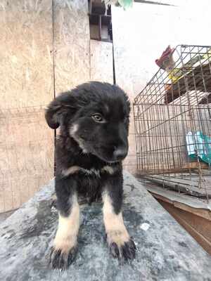 Lennox, wenn Hoffnung ein Zuhause sucht