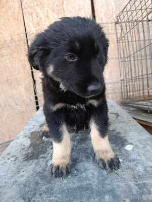 Lennox, wenn Hoffnung ein Zuhause sucht, Mischling Welpen - Rüde