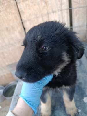 Lennox, wenn Hoffnung ein Zuhause sucht, Mischling Welpen - Rüde