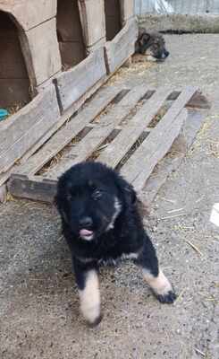 Lennox, wenn Hoffnung ein Zuhause sucht, Mischling Welpen - Rüde