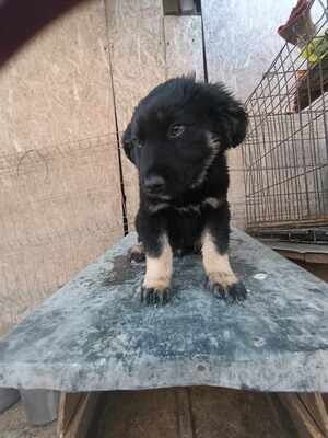 Lennox, wenn Hoffnung ein Zuhause sucht, Mischling Welpen - Rüde