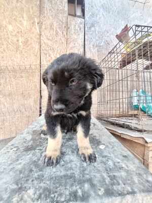 Lennox, wenn Hoffnung ein Zuhause sucht, Mischling Welpen - Rüde
