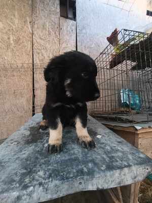 Lennox, wenn Hoffnung ein Zuhause sucht, Mischling Welpen - Rüde