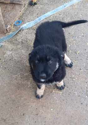 Lennox, wenn Hoffnung ein Zuhause sucht, Mischling Welpen - Rüde