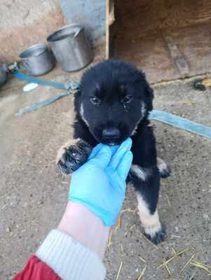 Lennox, wenn Hoffnung ein Zuhause sucht, Mischling Welpen - Rüde