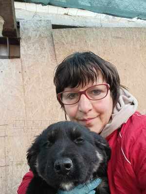 Lennox, wenn Hoffnung ein Zuhause sucht, Mischling Welpen - Rüde