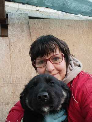 Lennox, wenn Hoffnung ein Zuhause sucht, Mischling Welpen - Rüde