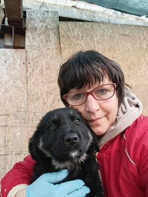 Lennox, wenn Hoffnung ein Zuhause sucht, Mischling Welpen - Rüde