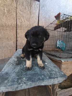 Lennox, wenn Hoffnung ein Zuhause sucht, Mischling Welpen - Rüde