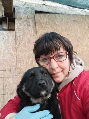 Lennox, wenn Hoffnung ein Zuhause sucht, Mischling Welpen - Rüde